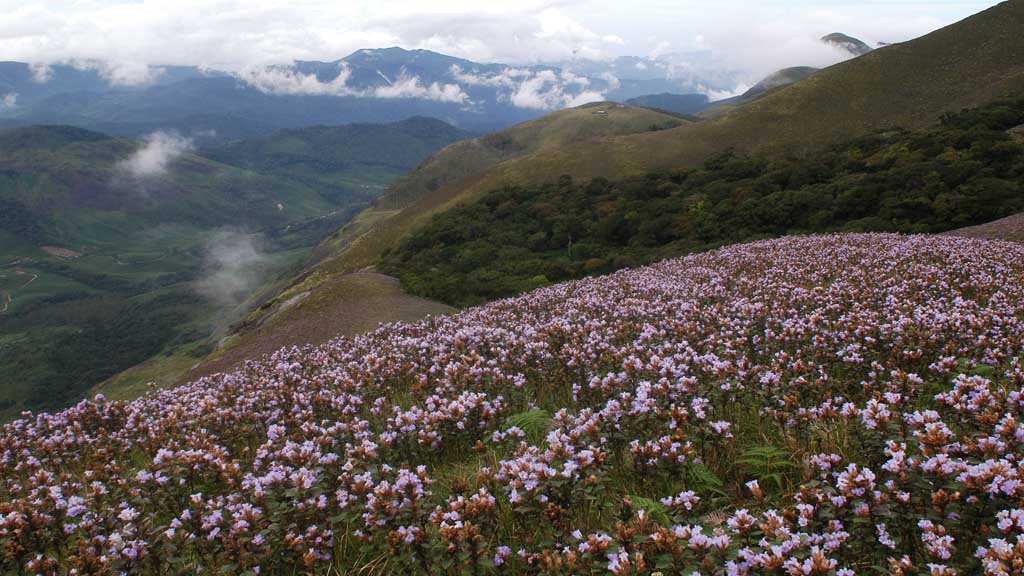 munnar-kashmir-of-south-india