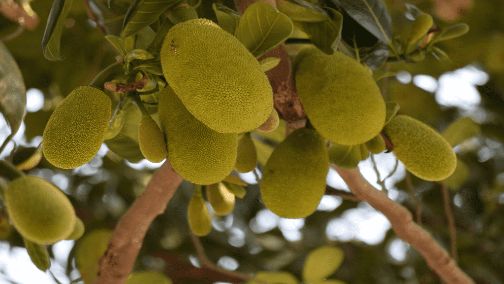 Summer Fruits in Kerala Summer Season Fruits Niko Hotels, Kochi